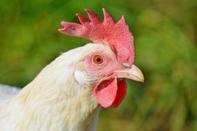 Chicken Hen Poultry Free
