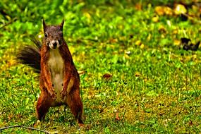 Squirrel Cute Animal