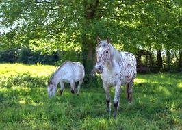 cute horses in the pasture