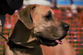 Dog Pet Animal