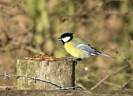 Bird Great Tit Yellow