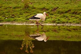 stork walking on water