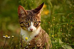Tabby Cat Mackerel Animal