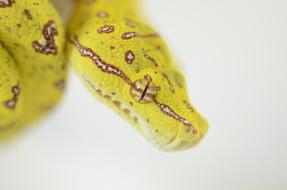 Snake Reptile Green Tree Python