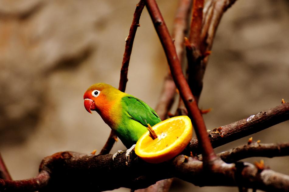 Bird Parrot Colorful