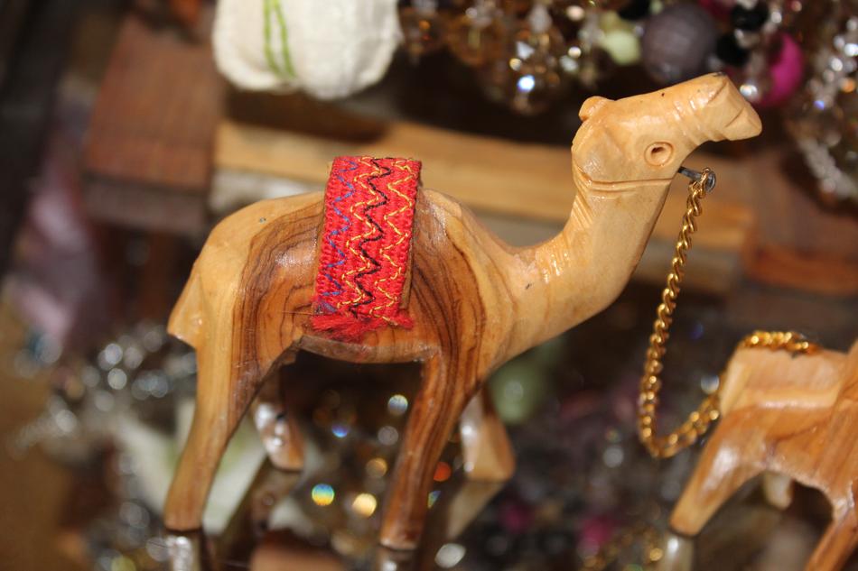 Camel Old Animal