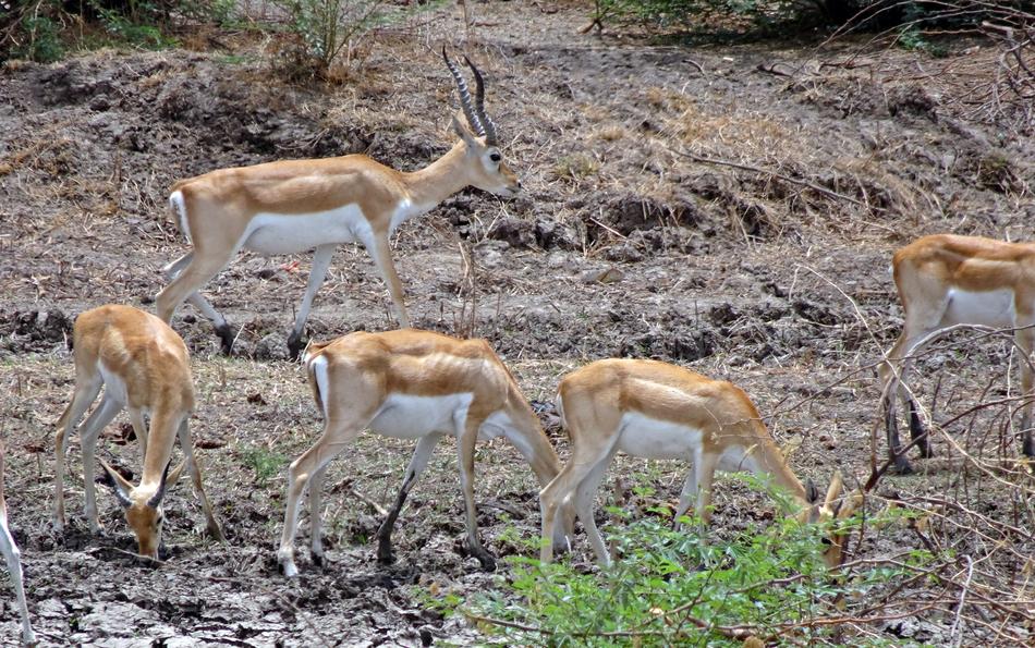 Blackbuck Antilope Cervicapra