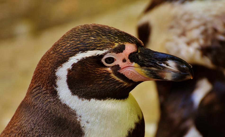 brown Penguin Water bird portrait