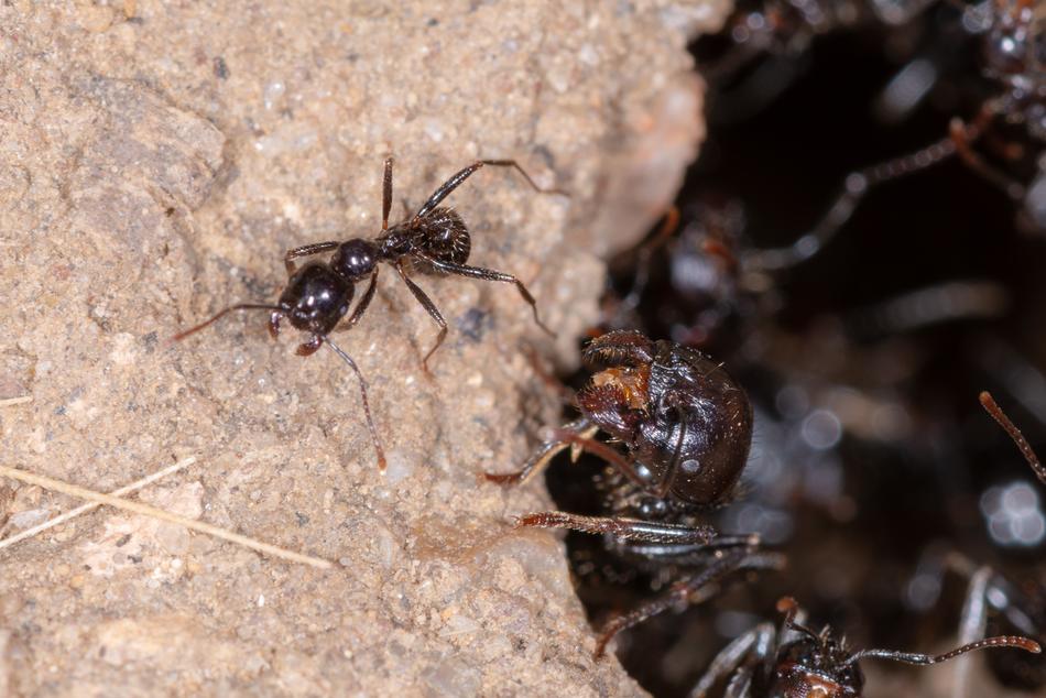 Ant Insect Macro