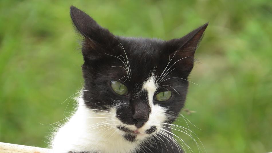 Animal Cat Eyes