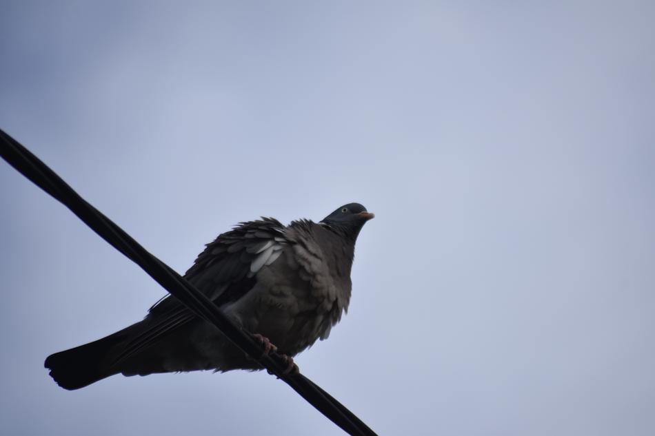 Dove Bird Nature