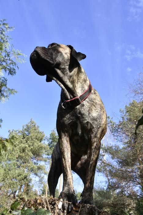Cane Corso Dog Animals