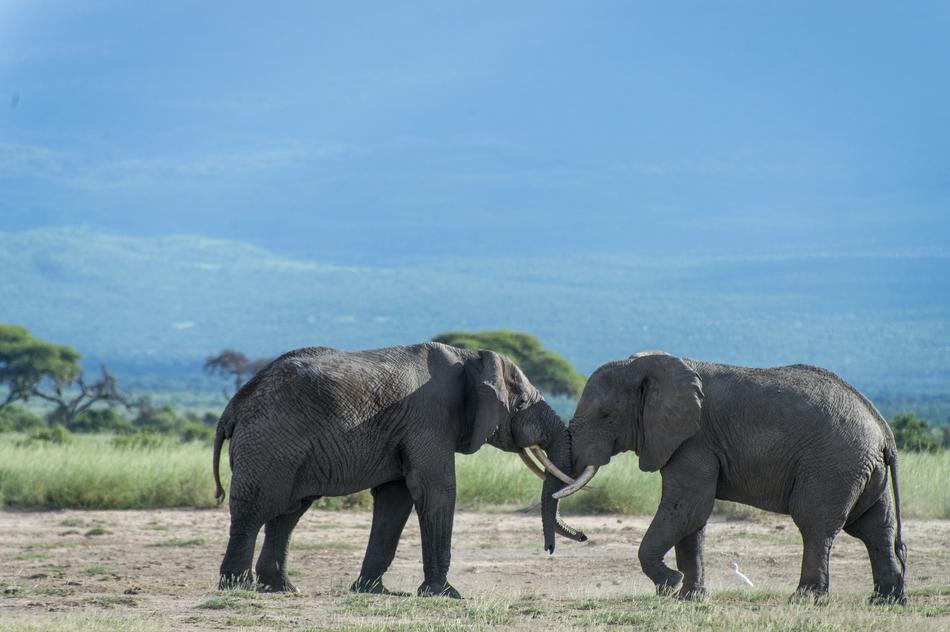 Elephant Animal Kenya