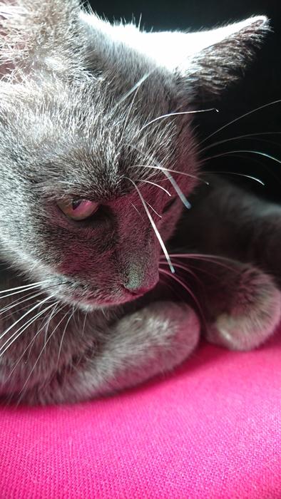 Cat Russan Blue Gray