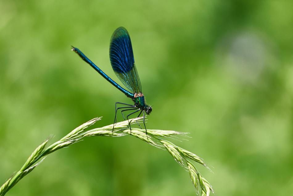 Dragonfly Stohhalm Insect