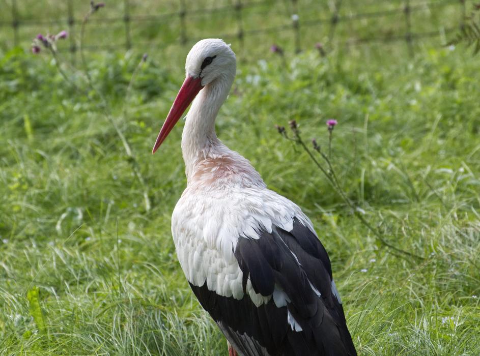 Rattle Stork Bird on grass