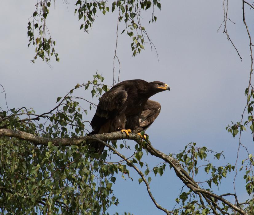 Bird Predator Nature