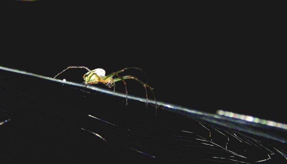 spider crawling on the web