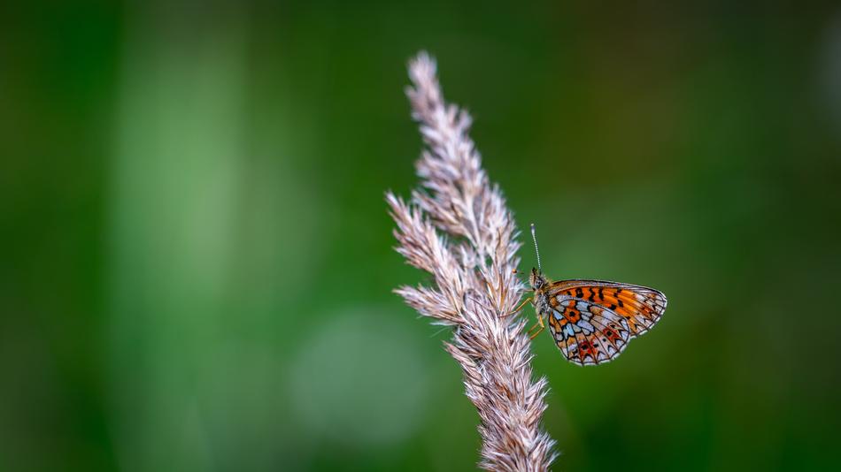 Butterfly Macro Insect