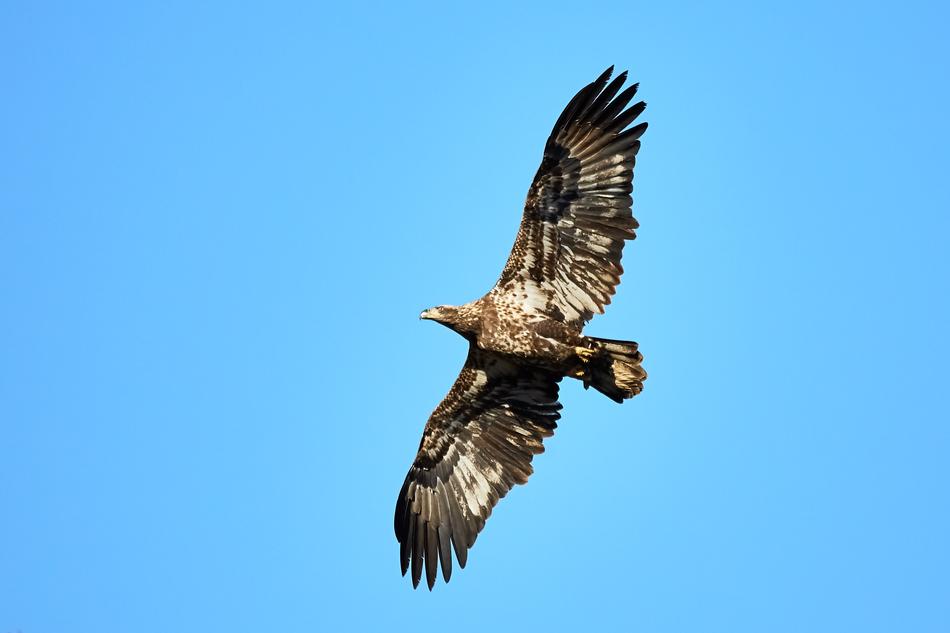 Eagle Bald Bif Bird In