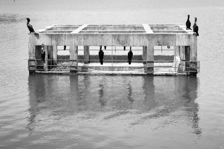 Birds Water Pity