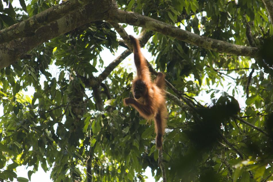 Orang Utan Sumatra Bukit Lawang