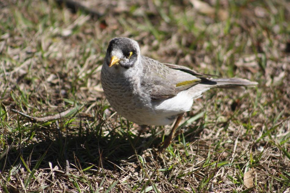 Noisy Miner Bird Native