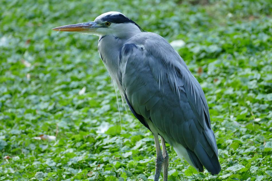 Heron Bird Legs