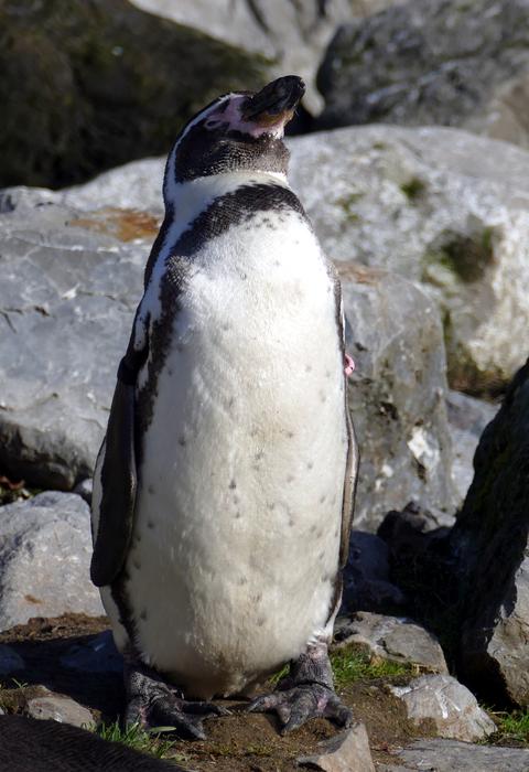 Penguin Humboldt Bird