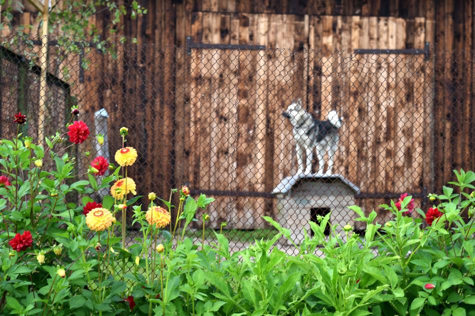 Dog Kennel Village