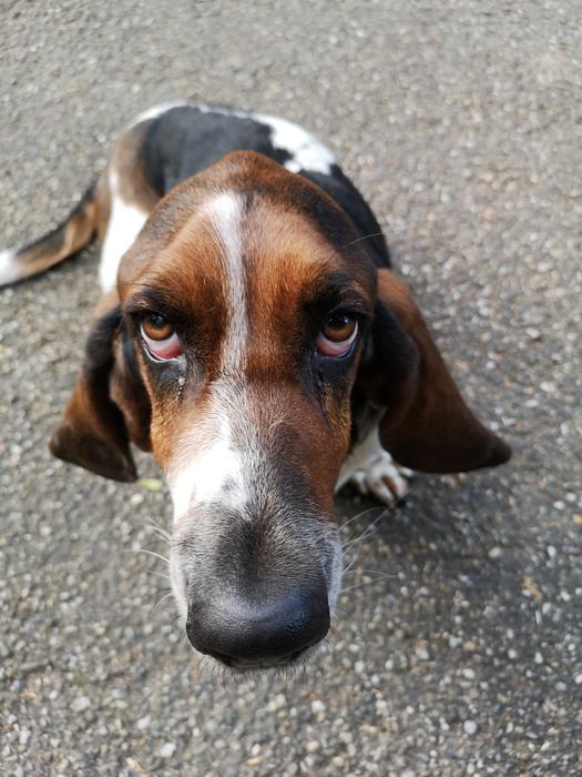 Basset Hound Hush Puppie Dog Look