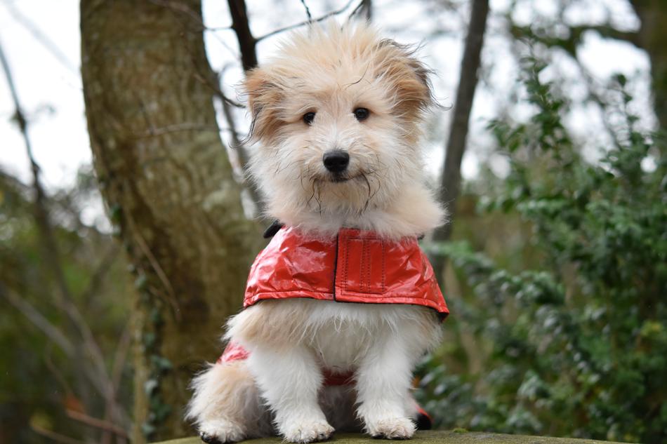 Dog Wears A Coat Pup Look