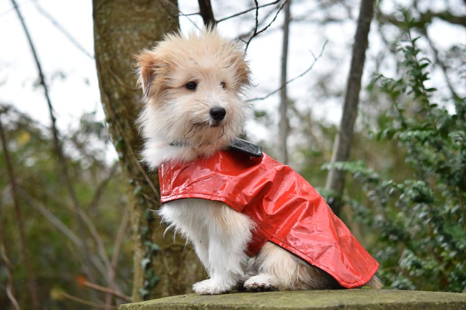Dog Wears A Coat Pup