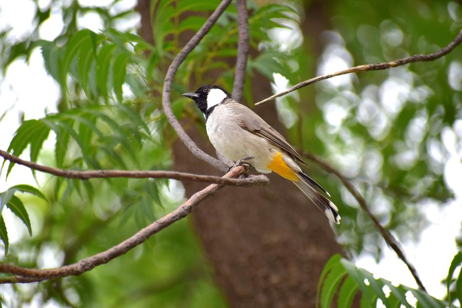 Bird Nature Branch