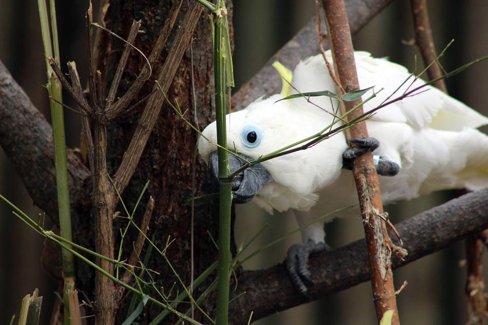 Bird White Parrot