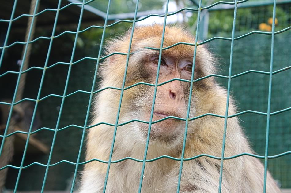 Macaque Of Gibraltar Primate Mono