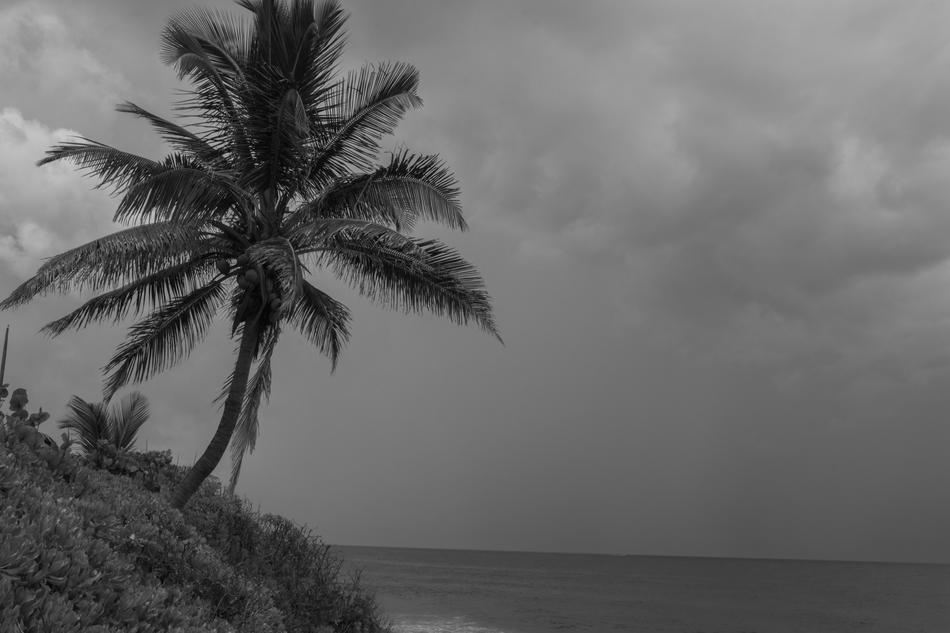 Beach Palm Blackandwhite