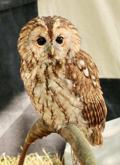 Tawny Owl