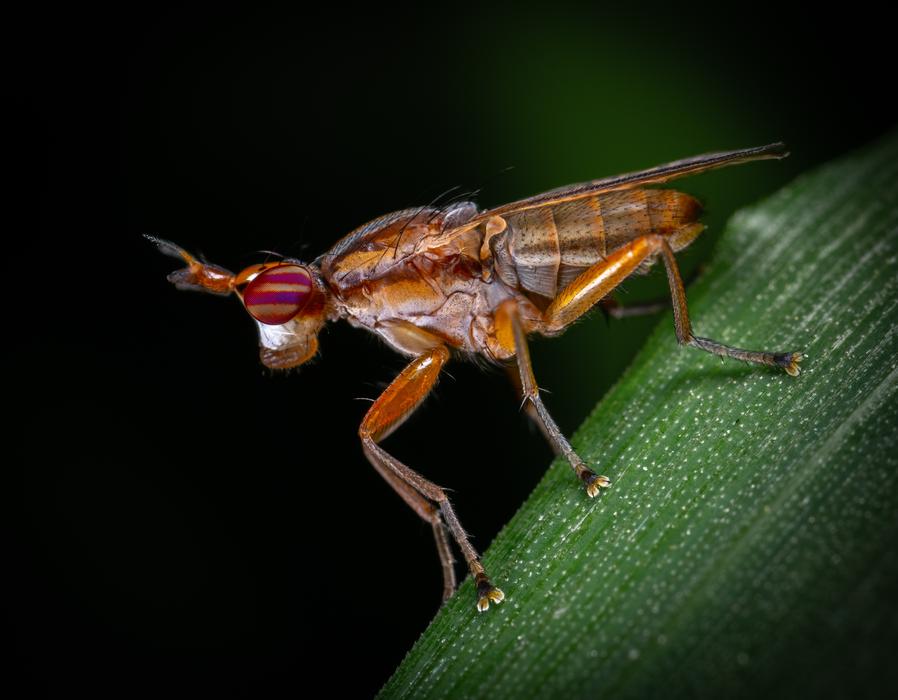 Macro photo of Insect Fly on Blade Of grass