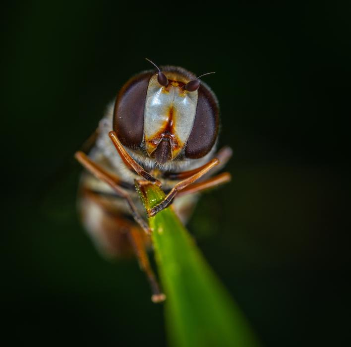 Macro Insect Fly