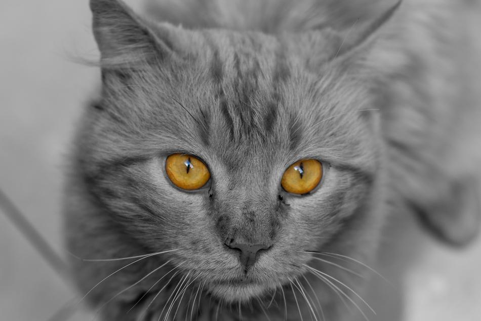 Cat Cute Animal