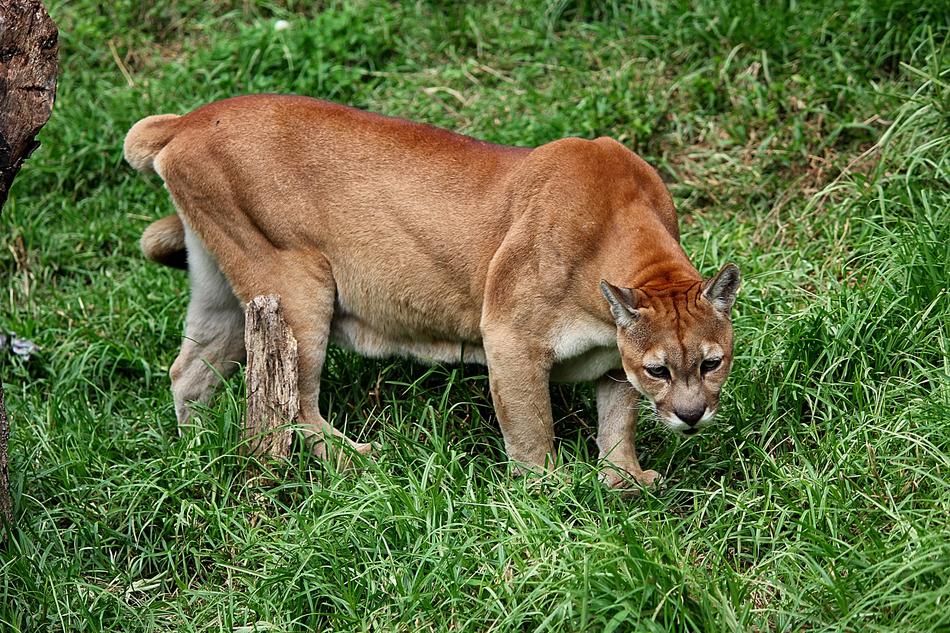 Animal Jungle Mammal