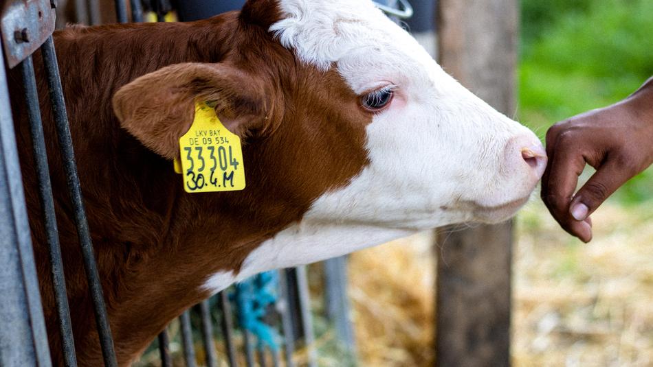 Cow Farm Cattle