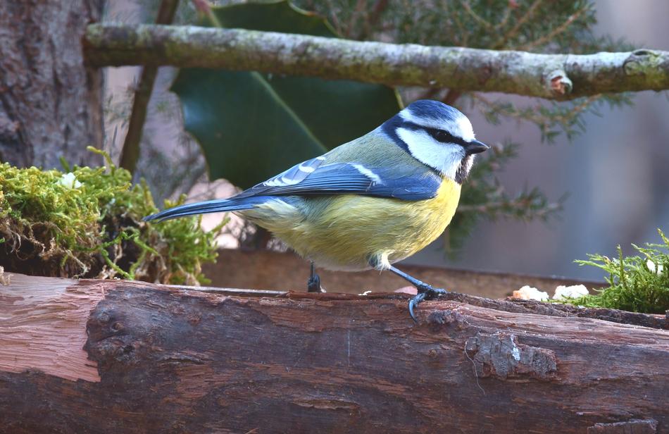 Blue Tit Bird Forest