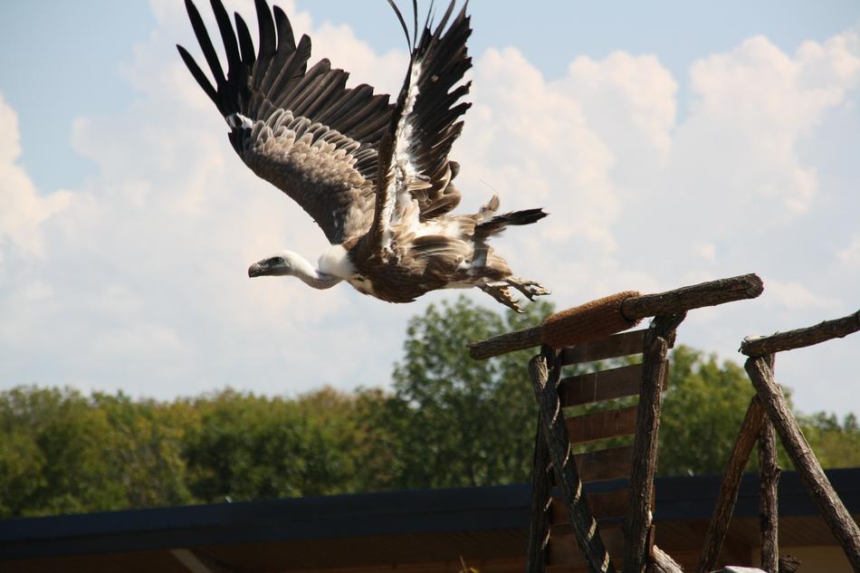 Raptors Falcon Bird
