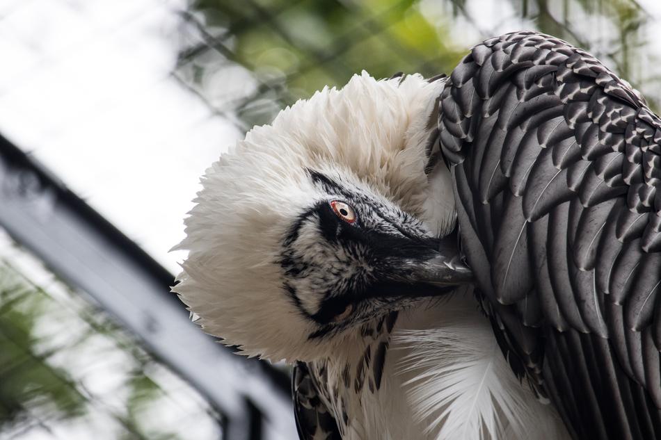 Bart Geiger Raptor Bird