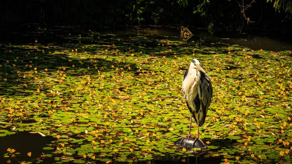 Grey Heron Pond