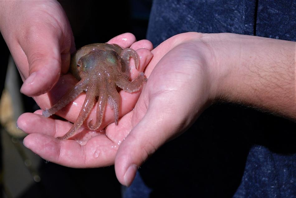 wet squid on hand