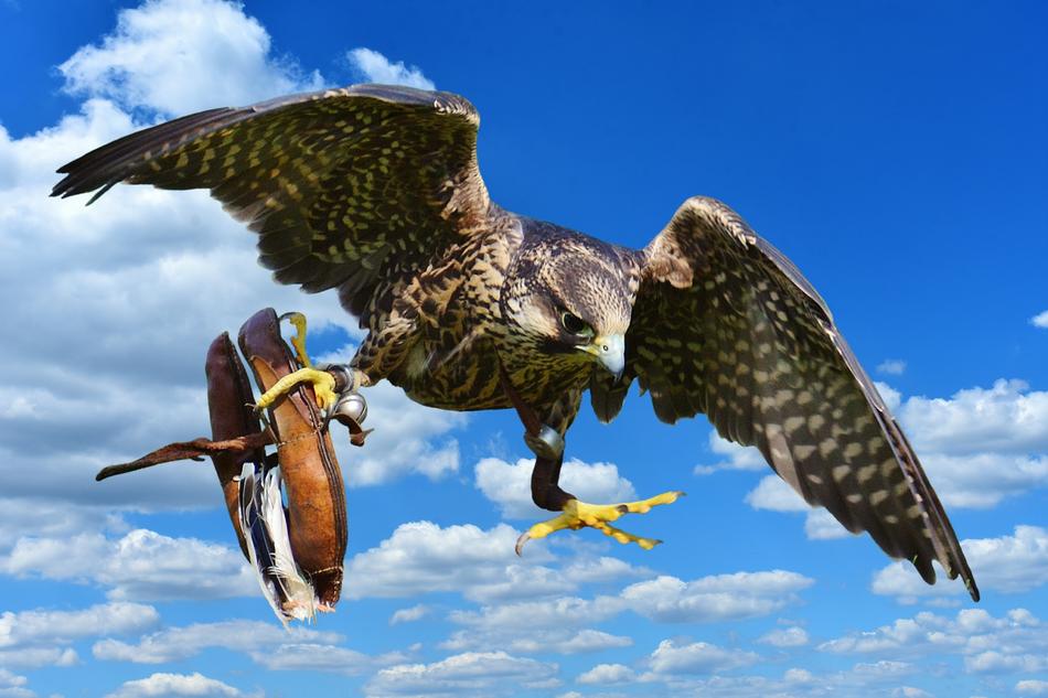 Falcon Approach Prey
