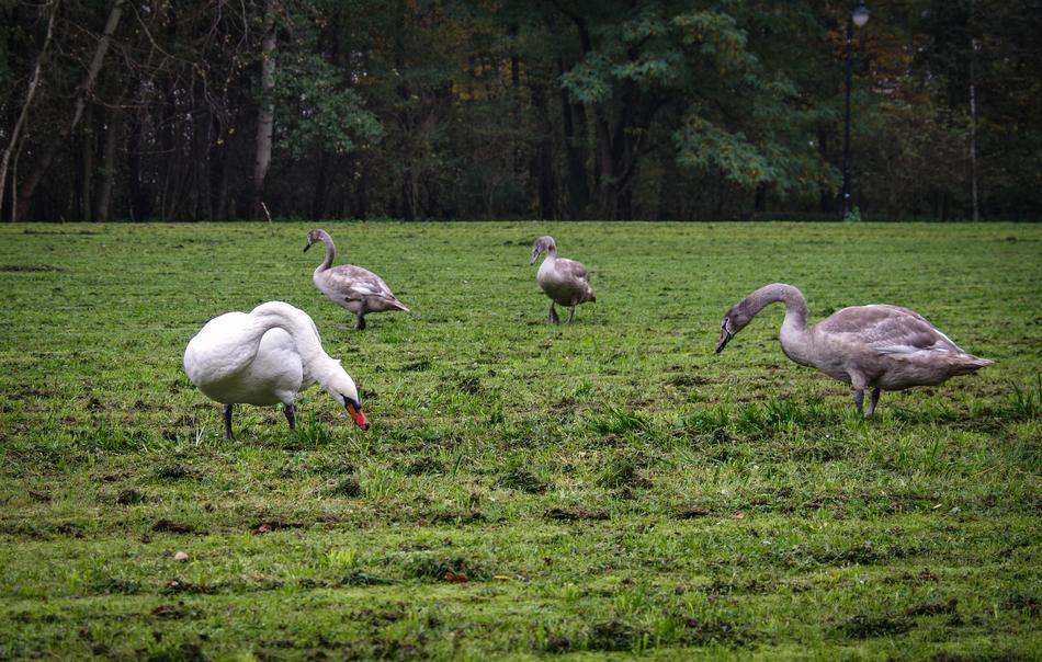 A Flock Of Swans Family